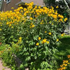 Image result for Rudbeckia laciniata