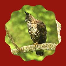 Lambang pancasila terdapat pada dada burung garuda. Wwf Indonesia On Twitter Kepala Banteng Adalah Lambang Dari Sila Keempat Yang Berbunyi Kerakyatan Yang Dipimpin Oleh Hikmat Kebijaksanaan Dalam Permusyawaratan Perwakilan Unityinbiodiversity Naturematters Connect2earth Https T Co Nrte9ebk8b