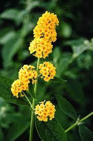 Buddleia Honeycomb Butterfly Bush Pollinator Garden Yellow Flowering Plants