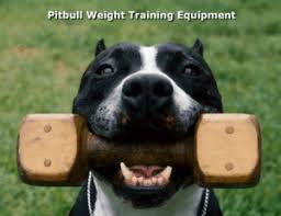 pit bull weight equipment
