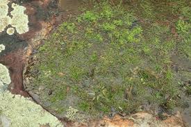 Image result for Isoetes alstonii