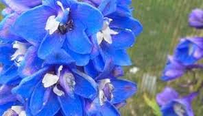 Perennial bulbs for sale online. Buy Perennial Plants Perennials For Sale For Uk Delivery Jackson S Nurseries