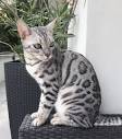 Bengal Cat Facts | Bengal Cat World