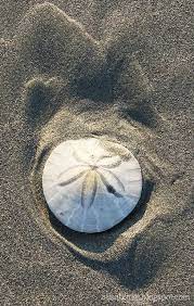 Love Me Some Sand Dollars Sea Shells Shells And Sand Ocean Treasures