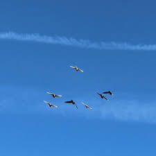 Consiliul european (consiliul de ministrii) reprezinta. Universitatea Bucuresti Relatii Internationale Si Studii Europene Bucharest Romania College University Facebook