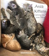 Whilst in our care all our cats and kittens receive treatment which they need along with routine parasite control. Anza Tabby Kittens Available For Cat Adoption Bbmhr