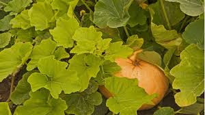 Wer keinen garten oder wenig platz hat, kann auch auf dem balkon gemüse pflanzen. Kurbis Pflanzen Was Bei Hokkaido Butternut Und Co Wichtig Ist Stern De