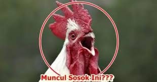 Masyarakat tanah jawa percaya bila mendengar ayam berkokok di tengah malam itu pertanda adanya kedatangan makhluk gaib yang berkeliaran di sekitar tempat ayam tersebut berada. Ayam Berkokok Tengah Malam Segeralah Berdoa Karena Allah Kirim Sosok Ini Ke Bumi