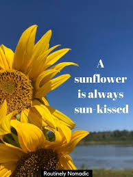 Check spelling or type a new query. Sunflower Quotes 100 Amazing Sunflower Sayings Routinely Nomadic