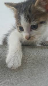 Follow Me My Cat Baby Animals Cute Animals Kittens Cutest