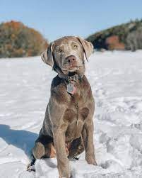 Maybe you would like to learn more about one of these? The Truth You Need To Know About Silver Labs K9 Web