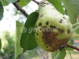 Les Problemes Du Poirier Maladies Fruits