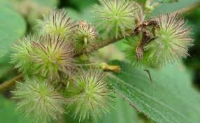 Image result for Triumfetta tomentosa