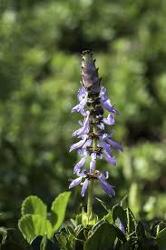 Image result for Coleus caninus