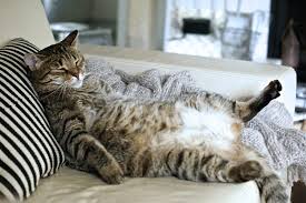 While 25lbs may fall into the acceptable weight range for a large breed, like maine coons, a small to medium size cat breed, like a siamese, will likely develop a. Average Weight Of A Cat Petset Com