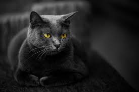 Masuknya ular ke rumah bisa saja ada sebuah pertanda mitos, yaitu kehilangan salah satu anggota keluarganya. 5 Fakta Kucing Hitam Diyakini Bawa Hoki Hingga Pertemukan Jodoh Halaman All Kompas Com