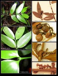 Image result for Nageia