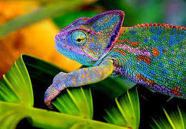 Spring Color Trends As Inspired By Animals Colorful Animals Animals Beautiful Lizard
