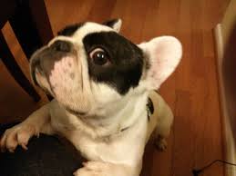 Pin Von Erin Stevenson Auf Frenchies Furbaby Luv