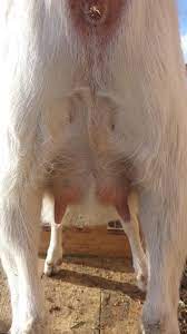 I've only found 3 ways to tell if your goat is pregnant: My Goat Is Pregnant Now What Insteading