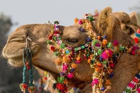 Camel swag tassel, ready to ship gift for her, bohemian fashion supply, tassel purse charm choose your color, 1 pc. Camels Decorated For A Desert Festival Jaisalmer Rajasthan India Photographic Print Tom Norring Art Com