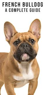 French Bulldog Breed Information Center The Complete