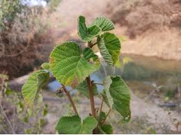 Image result for Grewia villosa