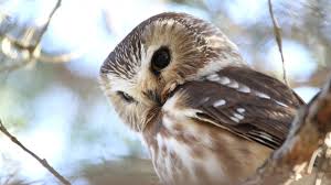 Cute Owl Picture Free Download Owl Wallpaper Cute Owls Wallpaper Owl Pictures