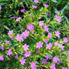 Check spelling or type a new query. Plant Nursery Online Cuphea Hyssopifolia Lavendar White Plants Pack Of 2 Live Plants Amazon In Garden Outdoors