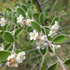 Image result for Cotoneaster pannosus