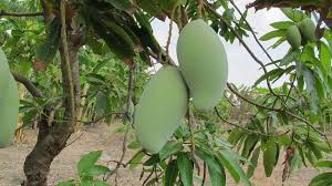 Maybe you would like to learn more about one of these? Bentuk Daun Mangga