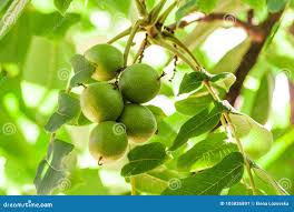 Image result for Juglandaceae