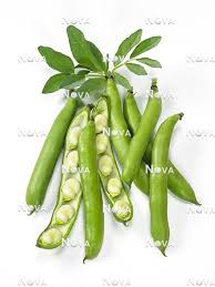 Image result for Vicia faba