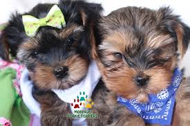 Elegant teacup yorkies and yorkie puppies for sale. California Yorkie Yorkies Teacups California Breeder Puppy Adoption