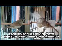 Sayangnya, cara ini hanya bisa dilakukan saat burung cendet sudah menginjak usia 4 bulan ke atas. Mengenal Lebih Dekat Burung Flamboyan Perbedaan Jantan Dan Betina Flamboyan Youtube