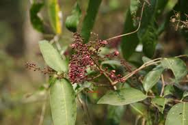 Image result for Lepisanthes senegalensis