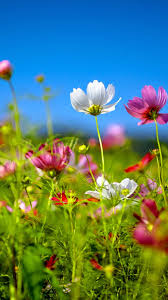 We did not find results for: Colourful Flower Wallpaper Hd 900x1600 Download Hd Wallpaper Wallpapertip