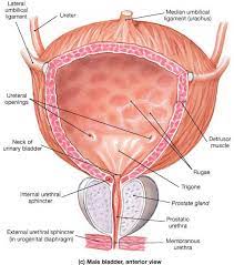 Urinary System Human Anatomy And Physiology Bladder Medical Anatomy