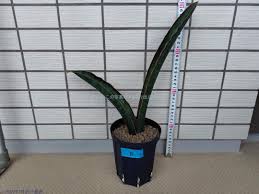 Image result for Sansevieria sinus-simiorum