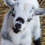 Cute miniature goats from m.facebook.com