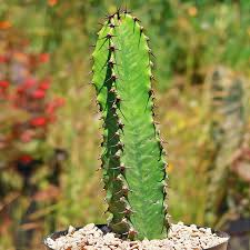 Image result for Euphorbia ingens