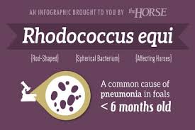 Image result for Rhodococcus equi
