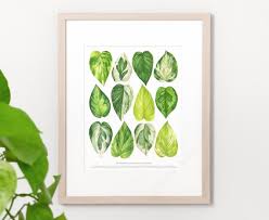 Image result for Epipremnum aureum