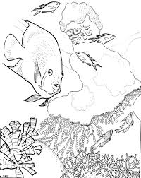 Crayons, markers, pencils, sharpeners and more! Coral Reef Coloring Pages