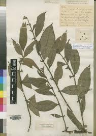 Image result for Blepharispermum pubescens