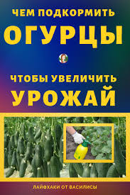 сад огород своими руками огурцы от а до я Sredi Mnozhestva Sredstv Podkormki Legko Rasteryatsya My Pomozhem Vam Sostavit Plan Podkormok Dlya Kazhdogo Konkretnogo Sluchaya Dacha I Ogorod Svoimi Rukami Chem Po