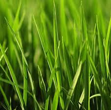 I78 self storage co llc600 brown rd. Green Acres Lawn Care Inc Home Facebook