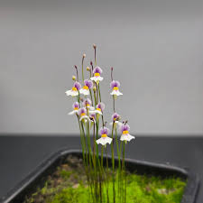 Image result for Utricularia arenaria