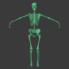 Maybe you would like to learn more about one of these? Fully Rigged Skeleton 3d Model Free Download Creazilla