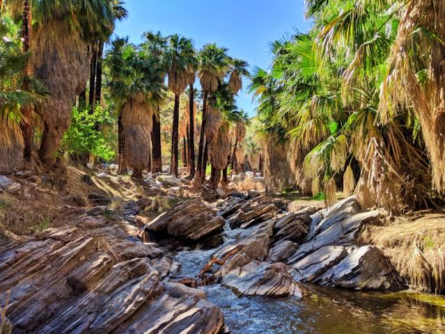 Une oasis de fraîcheur insoupçonnée au cœur des Indian Canyons.